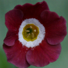 Primula Auricula Rosebud - Abriachan Nurseries